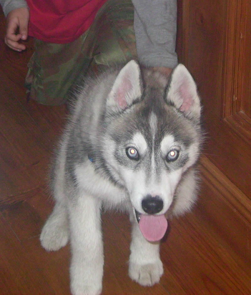 Siberian husky Alex. We will always be forever grateful to the pet ...